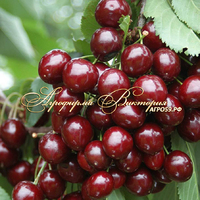 Черешня РЕВНА (Россия, Брянск) Черешня РЕВНА (Россия, Брянск)